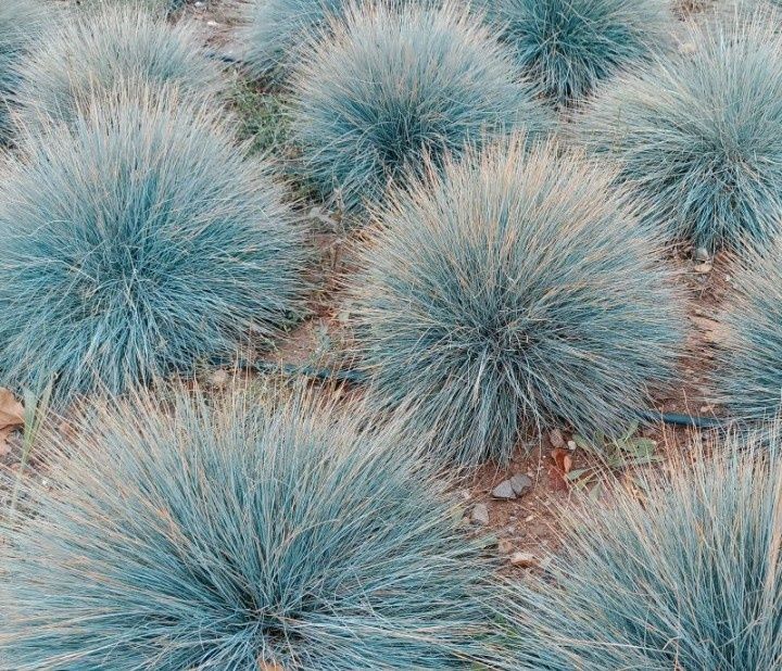 Kostrzewa sina trawa niebieska duża