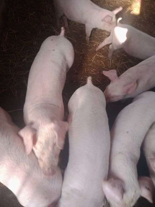 Продам маленькі поросята віком 6 неділь