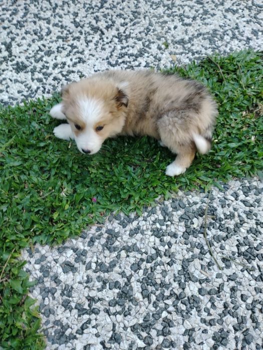 Border collie disponível