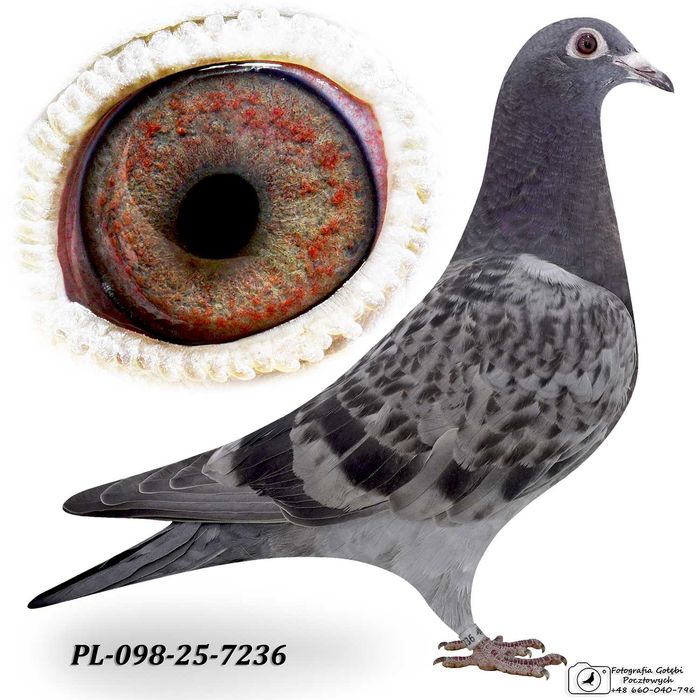gołębie pocztowe samica 100% SG Grzeschik