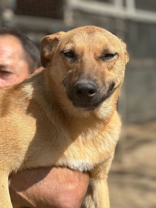 Собака девочка бесплатно