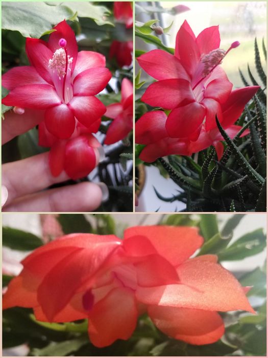 Різдвяник червоний, білий, помаранчевий Шлюмбергера Зігокактус