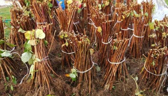 Sadzonki 2 letnie 70cm CAC! malina żółta, malina czarna Bristol