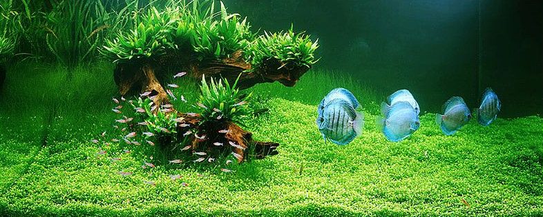 Глоссостигма. Аквариумные растения