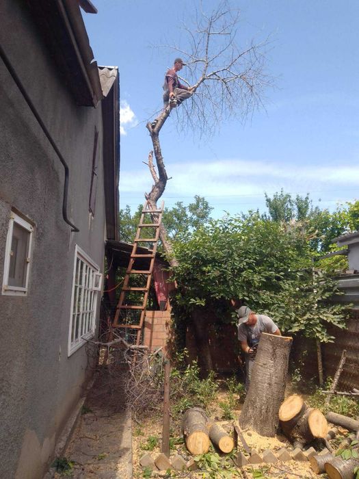 Обрезка и спиливание деревьев профессионально, 100% аккуратно.