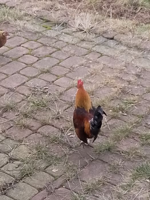 Karzełki holenderskie