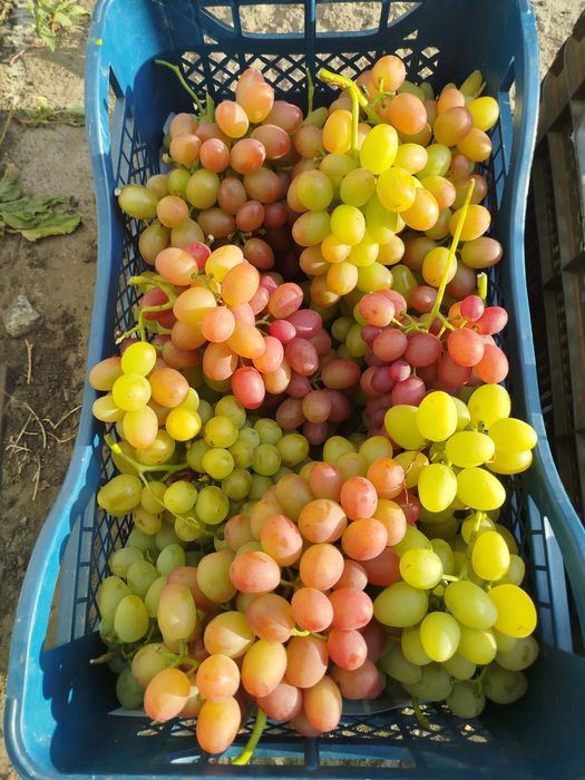 Черенки винограда