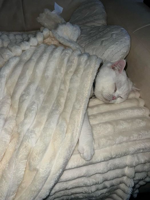 Кот британец Приглашает в гости кошечку