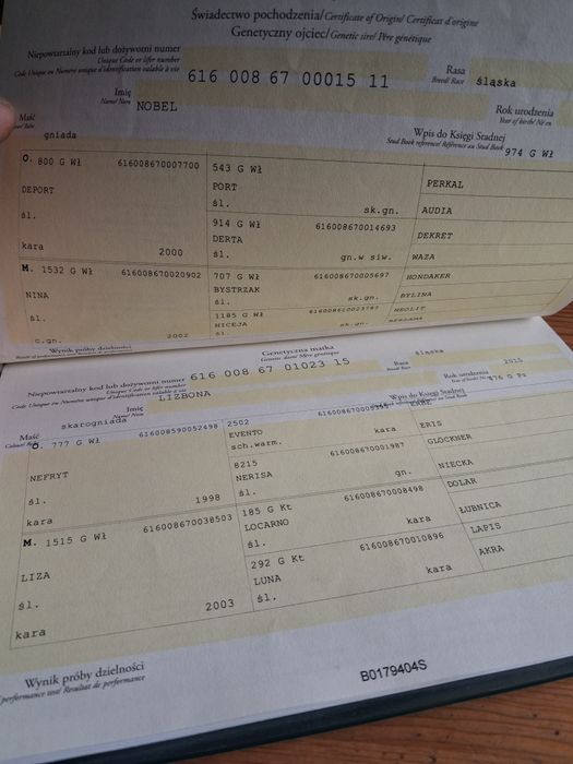 Klacz slaska po rodzicach w programie