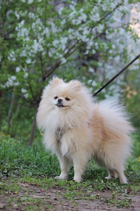 Шпіц вʼязка Івано-Франківськ