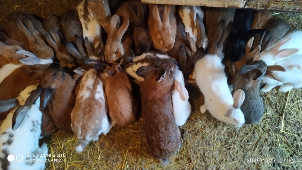 Кролики домашні  різні