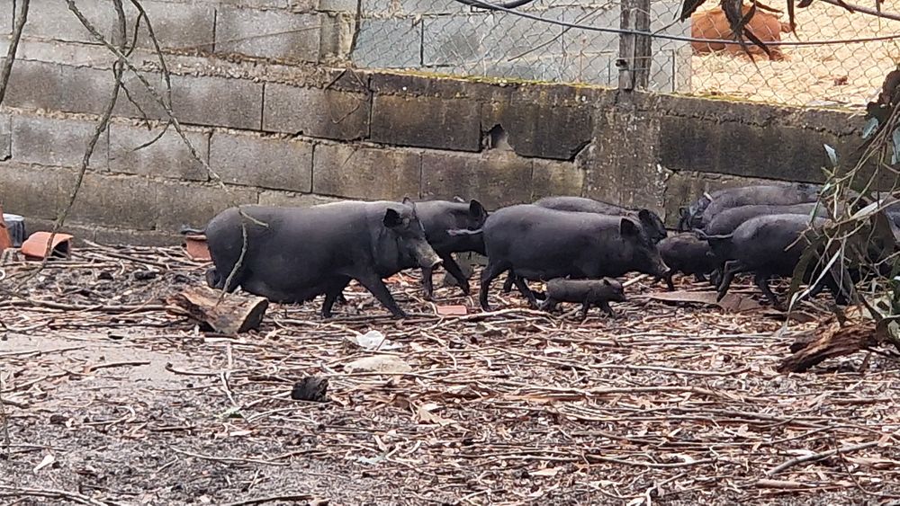 Vendo porcos preto(vietnamita)