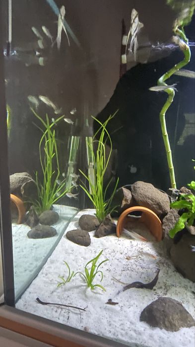 Vendo minha fauna , pedras tronco  e flora.