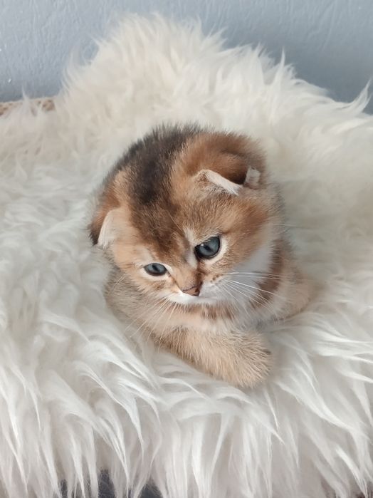 Шиншилли шотландські, хлопчики