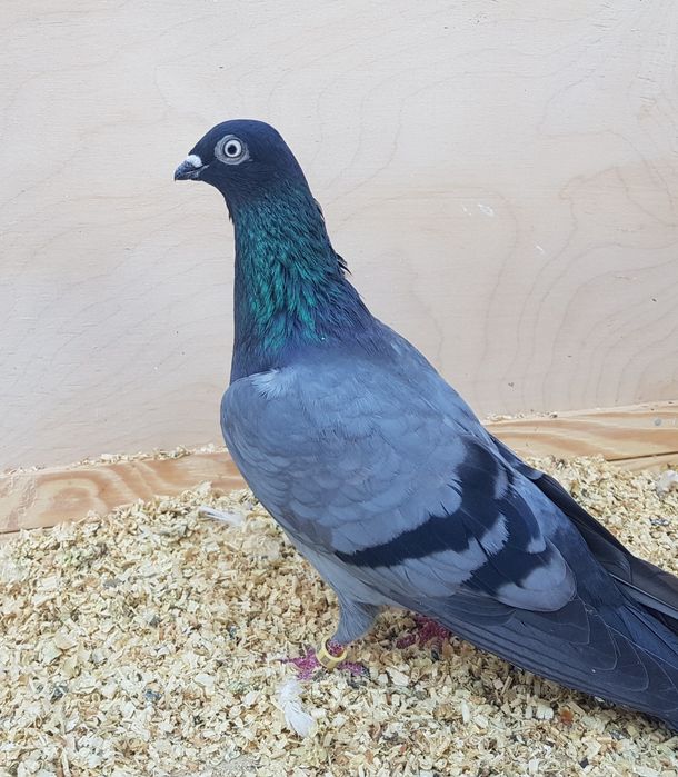 Egerski, Budapesztański egierskie,  Budapeszt