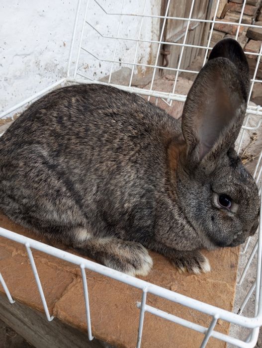 Молода самочка. .