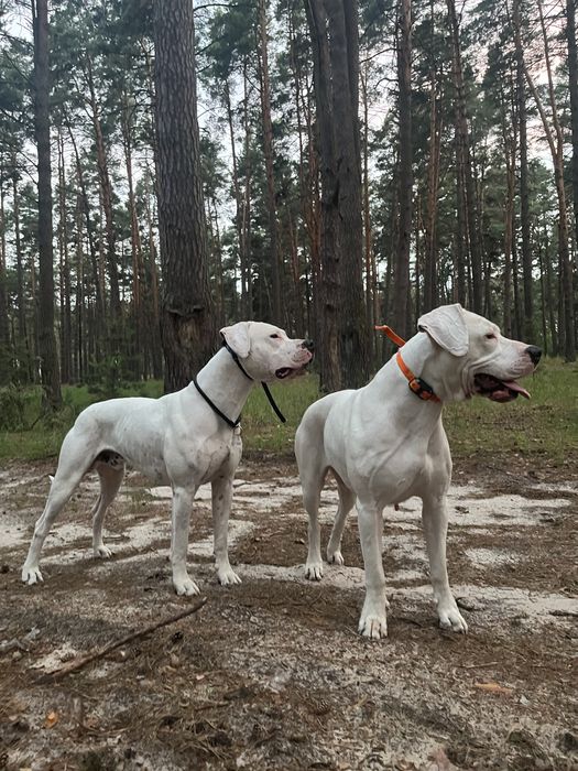 Дого Аргентино /Аргентинський дог