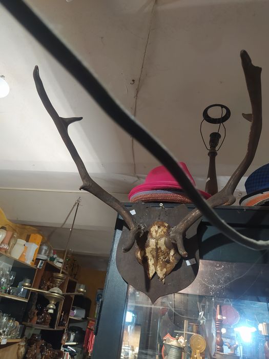 Poroże na desce stare