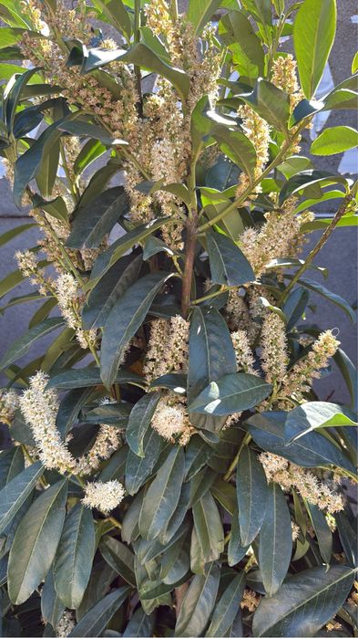 laurowisnia mrozodoprona genolia sadzonki 80 cm