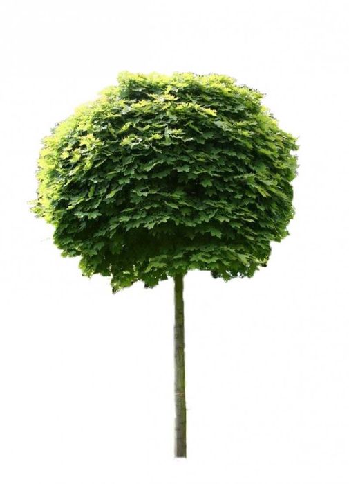 Sadzonki Brzozy brodawkowatej sadzonki brzozy 40-80cm 80-120cm i inne