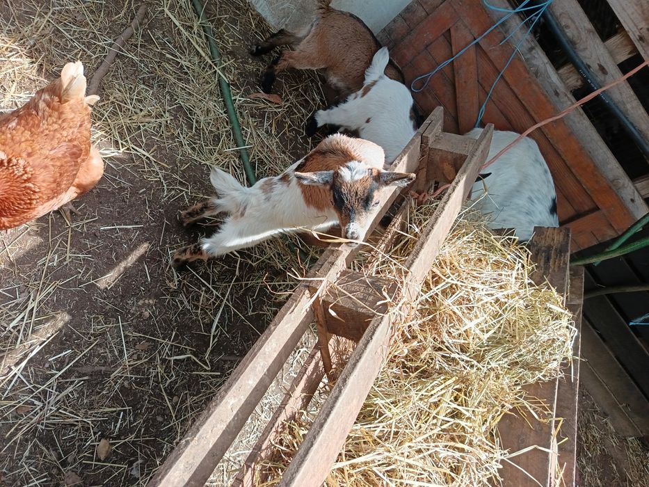 Vendo cabras anãs