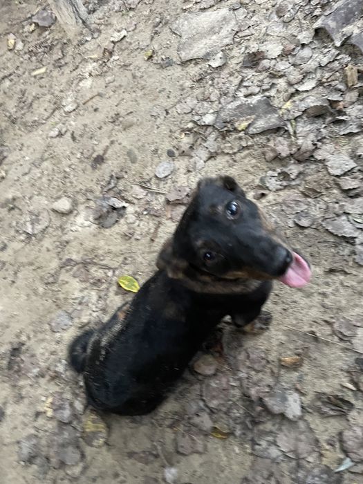 Віддаю собачку безкоштовно