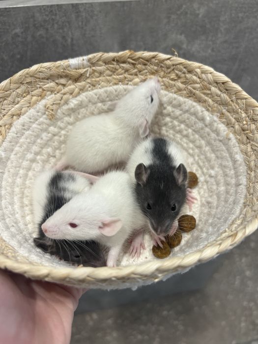 Щурик декоративний