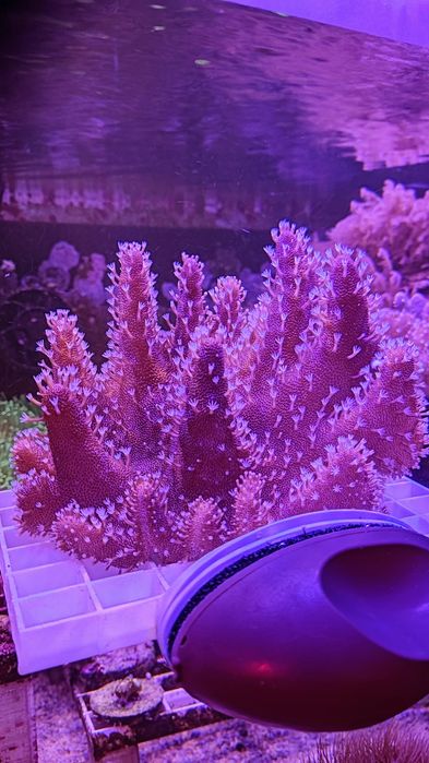 Лобофітум (корал в морський акваріум).