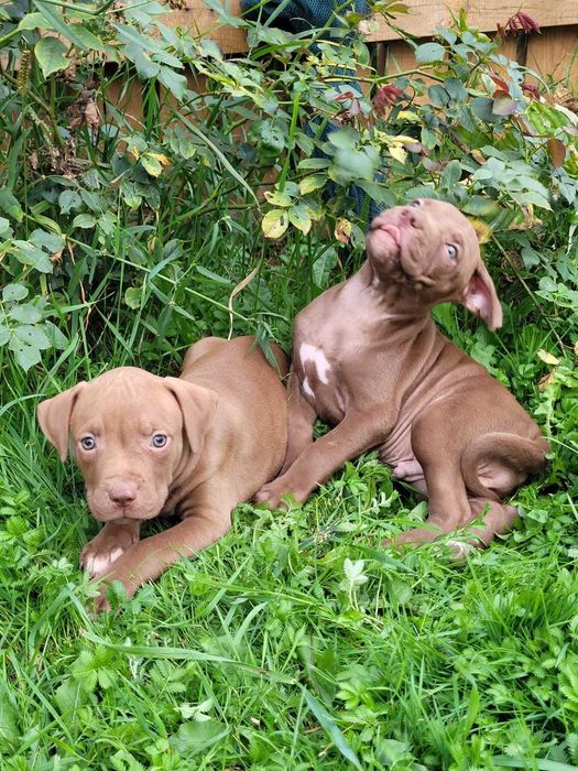 Pitbull red nose suka