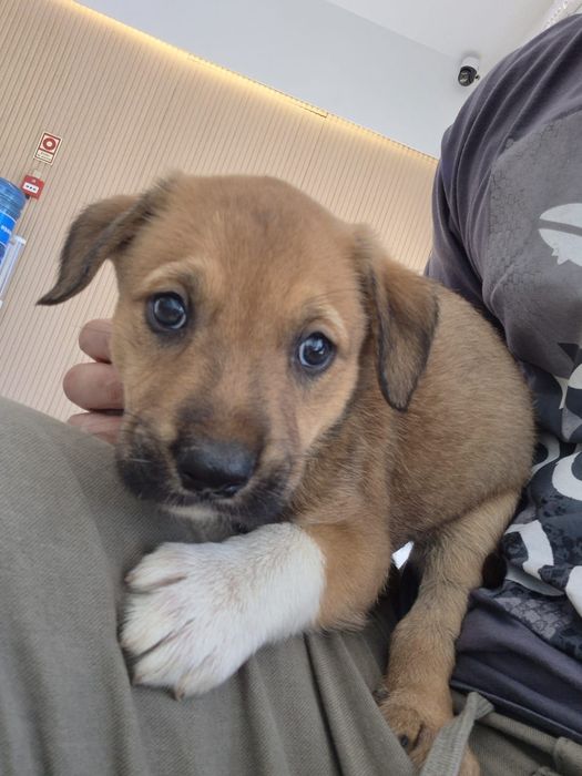 Cães bebés machos adoção responsável