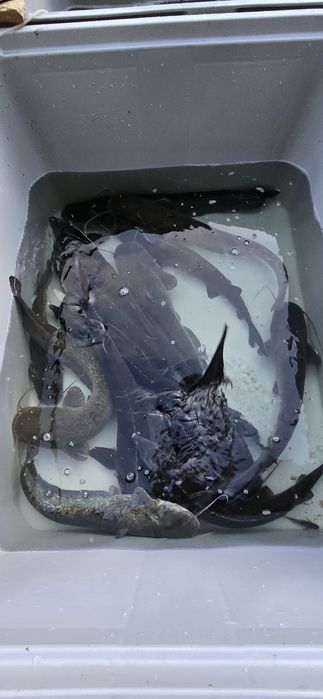 Jesiotr,  Sum, Amur, Karp  ryby do stawu