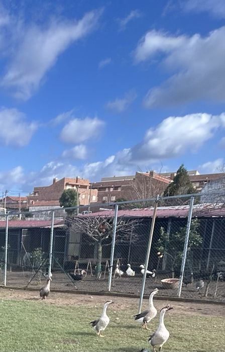 Trio de gansos da guiné