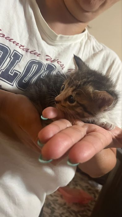 Gatinhos para adoção