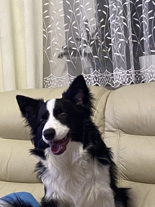 Oddam psa border collie