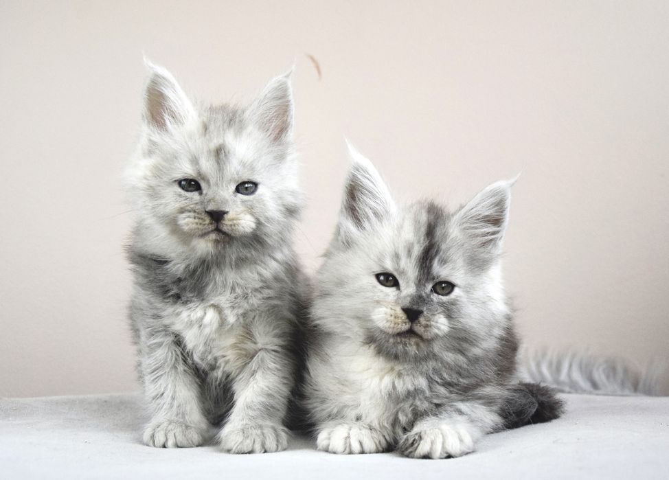 Hodowla maine coon, FPL/ FIFe