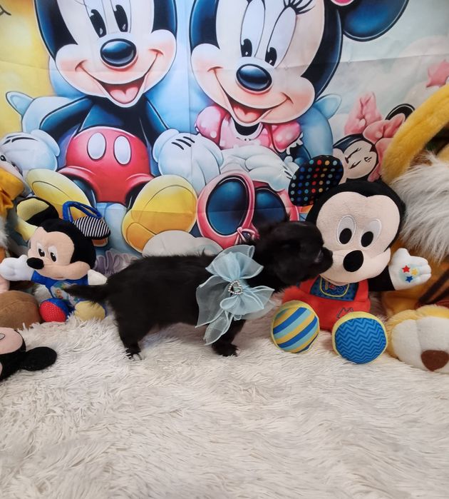 Chihuahua Macho de pêlo comprido c Pedigree e afixo