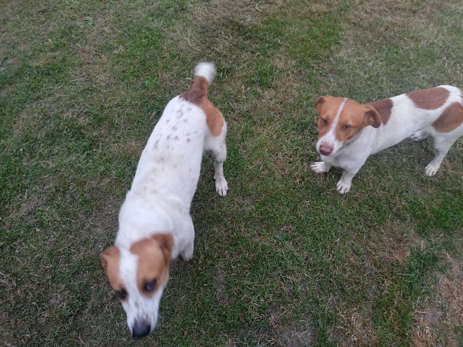 Młode psy nierasowe.