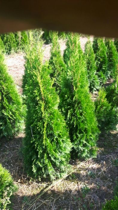 Tuja tuje Szmaragd 80-,400cm. od 10 zł kopana -20% wiosenna promocja