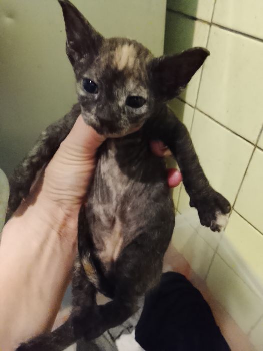 Бронь котята донскова сфинкса родились 10.03