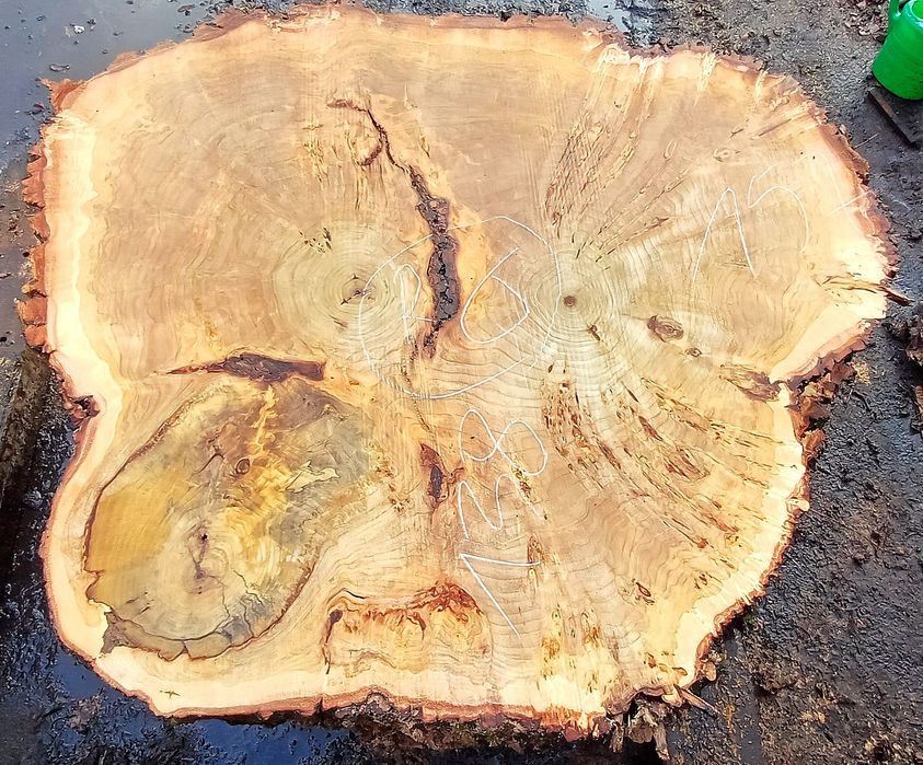 Plastry topola z czeczotą  burl na stół ekskluzywne