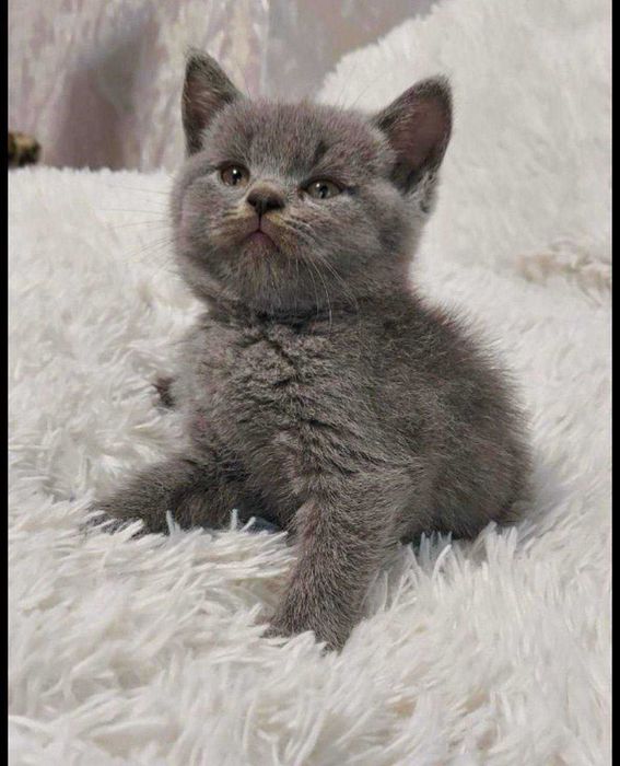 Шотландські кошенята