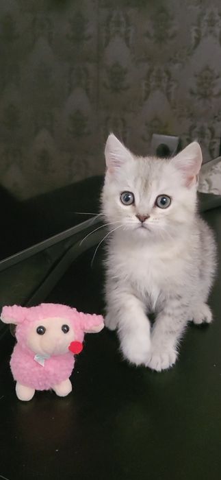 хлопчик полосатий скотишь страйт