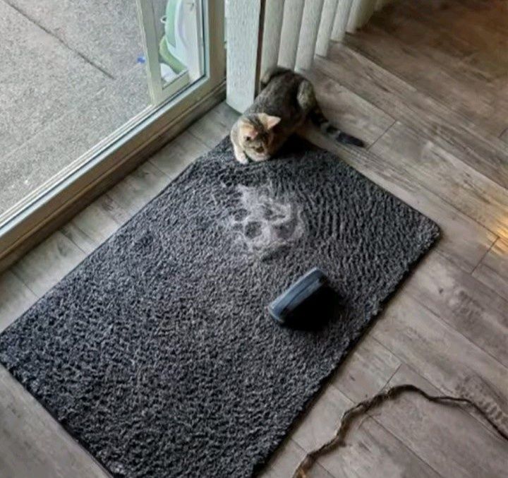 Escova tira pelo CÃES e GATOS