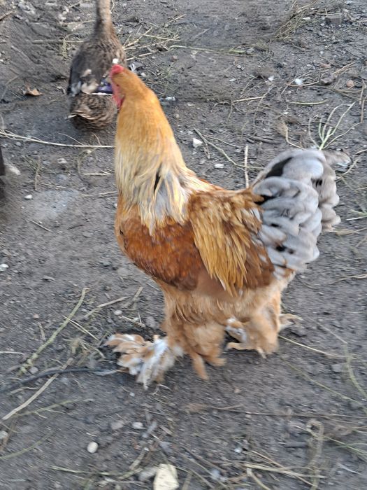 Brahma młode koguty