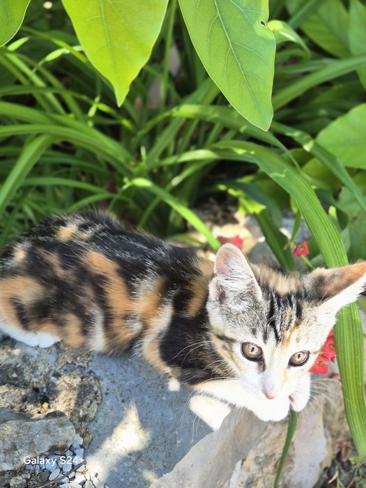Gatinhos para dar