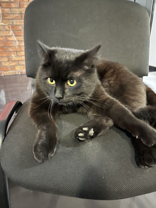 Знайшовся чорний кіт