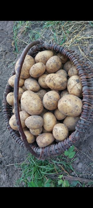 Ziemniaki (ekologiczne) jadalne gala irga