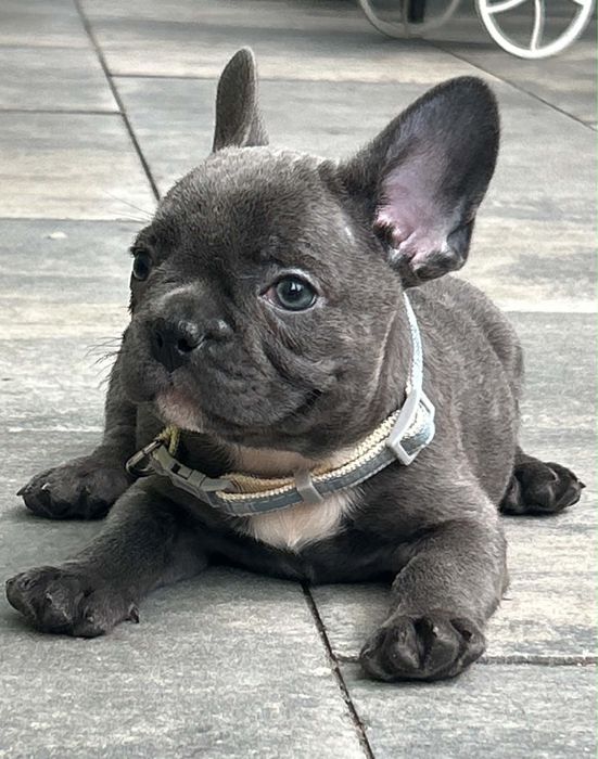 Buldog francuski