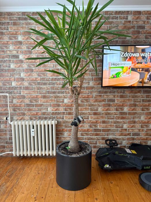 Palma Juka/Yucca 2,5m w doniczce