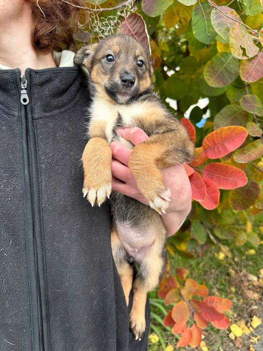 Цуценя, дівчинка, 2 місяці в надійні руки